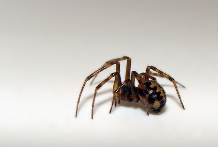 Steatoda triangulosa